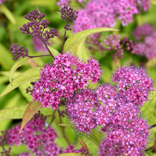 Load image into Gallery viewer, Spirea Flaming Mound
