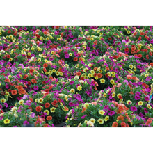 Load image into Gallery viewer, Confetti Garden Hawaiian Kalani