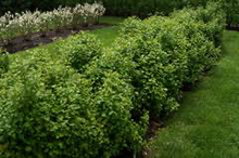 Load image into Gallery viewer, Alpine Currant