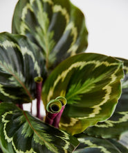 Load image into Gallery viewer, Calathea ' Medallion'