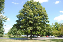 Load image into Gallery viewer, Red Oak