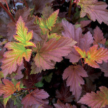 Load image into Gallery viewer, Center Glow Ninebark