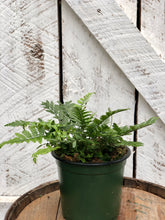 Load image into Gallery viewer, Rock Fern