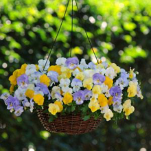 Load image into Gallery viewer, Pansy Cool Wave® Pastel Mix