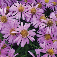Load image into Gallery viewer, Aster 'Woods Pink'