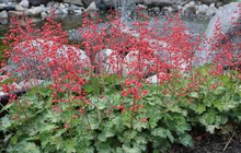 Load image into Gallery viewer, Heuchera 'Arctic Mist'