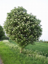 Load image into Gallery viewer, Oakleaf Mountain Ash