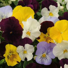 Load image into Gallery viewer, Pansy Cool Wave® Mix