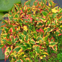 Load image into Gallery viewer, Houttuynia cordata 'Chameleon'