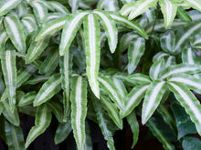 Load image into Gallery viewer, Silver Ribbon Fern