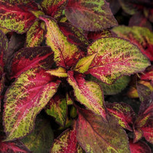 Load image into Gallery viewer, Coleus Rose to Lime Magic