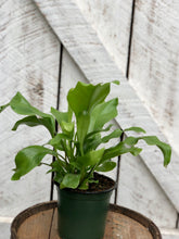 Load image into Gallery viewer, Birdsnest Fern