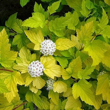 Load image into Gallery viewer, Ninebark Dart's Gold
