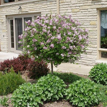 Load image into Gallery viewer, Dwarf Korean Lilac (tree form)