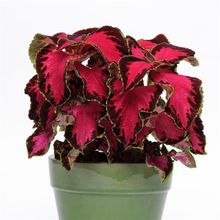 Load image into Gallery viewer, Coleus Chocolate Covered Cherry