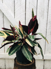 Load image into Gallery viewer, Stromanthe Triostar