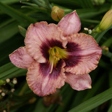 Load image into Gallery viewer, Hemerocallis 'Daring Deception'