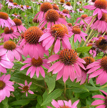 Load image into Gallery viewer, Echinacea purpurea 'PowWow Wild Berry'