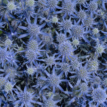 Load image into Gallery viewer, Eryngium planum 'Blue Glitter'