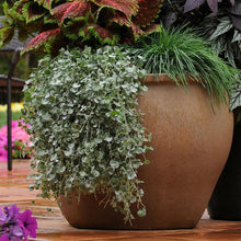 Load image into Gallery viewer, Dichondra Silver Falls