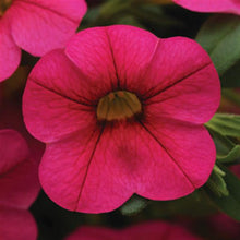 Load image into Gallery viewer, Calibrachoa Hot Pink