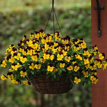 Load image into Gallery viewer, Pansy Cool Wave® Sunshine 'N Wine