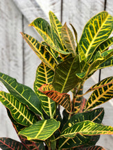 Load image into Gallery viewer, Croton Petra