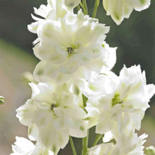Load image into Gallery viewer, Delphinium 'Green Twist'