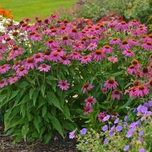 Load image into Gallery viewer, Echinacea purpurea 'PowWow Wild Berry'