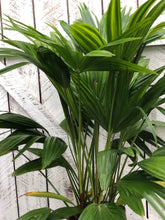 Load image into Gallery viewer, Fan Palm