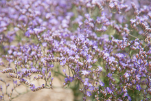 Load image into Gallery viewer, Statice Limonium Latifolium 'Sea Lavender'