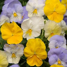 Load image into Gallery viewer, Pansy Cool Wave® Pastel Mix