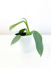 Load image into Gallery viewer, Philodendron Grey 'Silver Sword'