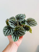 Load image into Gallery viewer, Peperomia 'Emerald Ripple'