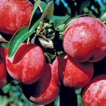 Load image into Gallery viewer, Pembina Plum