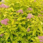 Load image into Gallery viewer, Spirea Goldmound