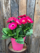 Load image into Gallery viewer, Gerbera Daisy