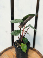 Load image into Gallery viewer, Alocasia 'Sarawakensis Yucatan Princess'