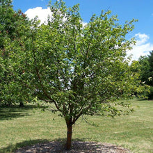 Load image into Gallery viewer, Amur Cherry