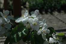 Load image into Gallery viewer, Winter Cheeks Apple
