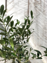 Load image into Gallery viewer, Olive Tree