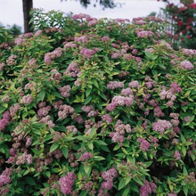 Load image into Gallery viewer, Spirea Dakota Goldcharm