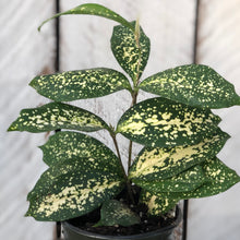 Load image into Gallery viewer, Dracaena Florida Beauty