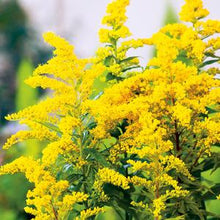 Load image into Gallery viewer, Solidago canadensis 'Little Miss Sunshine'