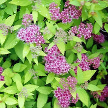 Load image into Gallery viewer, Spirea Dakota Goldcharm