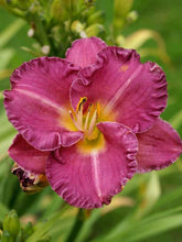 Load image into Gallery viewer, Hemerocallis 'Entrapment'