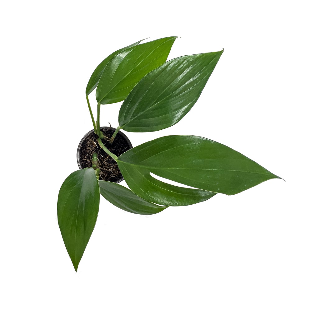 Epipremnum pinnatum “Variegata”