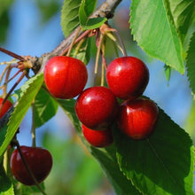 Load image into Gallery viewer, Evans Cherry