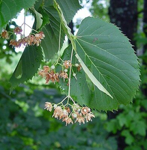Load image into Gallery viewer, American Linden