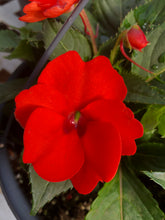 Load image into Gallery viewer, New Guinea Impatiens Basket
